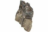 Fossil Woolly Rhino (Coelodonta) Tooth - Siberia #206459-2